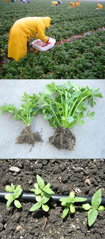 crop roots